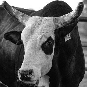 Meet your Posher, Julius